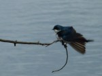 Tree Swallow Stretching – wish I had my&nbsp;Nikon!