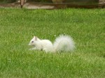 AlbinoSquirrel