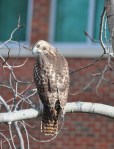 Immature Red Tail&nbsp;Hawk