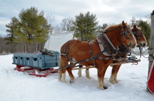 Sleigh & Belgian Team