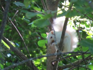 Penacook's Albino Squirrel