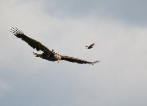 Black AU - 3 Years Old