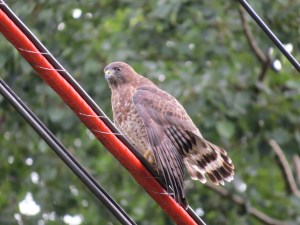Broad-winged Hawk