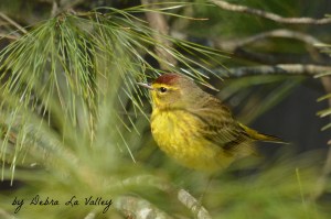 Palm Warbler