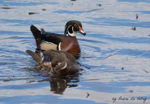 WoodDuck2