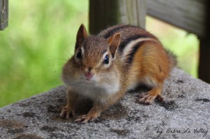 3846197545_1cde6ed836_b