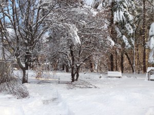 My Parents' Back Yard