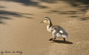 19902331745_3e7572b998_o