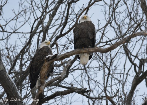 23836501624_4ebb3e99ec_o