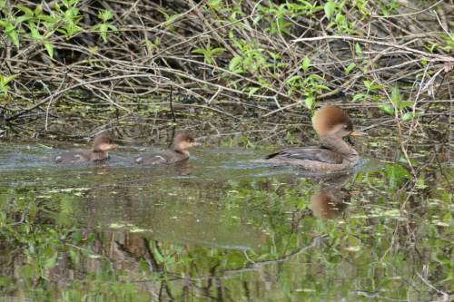 26551524073_05f18b9461_k