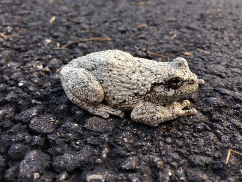 27105390946_1af9284187_k