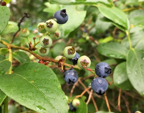 36036365011_e1623d4802_o