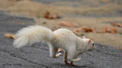 15449012878_f596704617_o